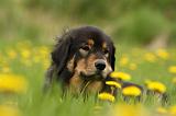 DOGUE DU TIBET 249